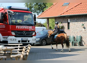 Welsh C (cob), Sto, 3 år, 140 cm, fux