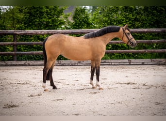 Welsh C (cob), Sto, 4 år, 136 cm, Gulbrun