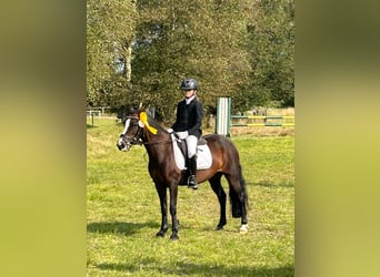 Welsh-C, Stute, 7 Jahre, 129 cm, Dunkelbrauner