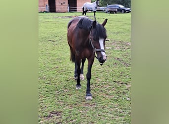 Welsh-C, Stute, 7 Jahre, 129 cm, Dunkelbrauner