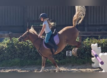 Welsh C (cob), Sto, 9 år, 137 cm, fux