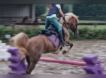 Welsh C (cob), Sto, 9 år, 137 cm, fux