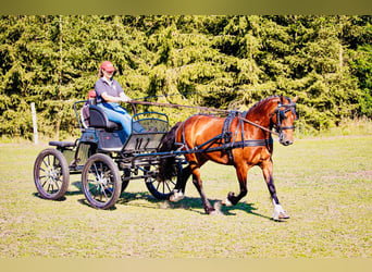 Welsh C (cob), Sto, 9 år, 138 cm, Mörkbrun