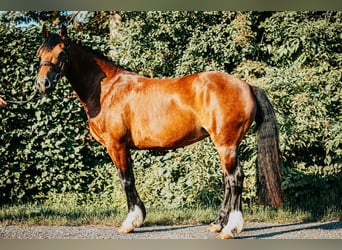 Welsh C (cob), Sto, 9 år, 138 cm, Mörkbrun