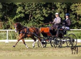 Welsh C (cob), Valack, 12 år, 132 cm, fux