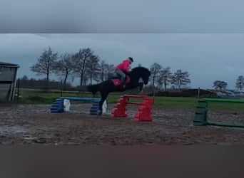 Welsh C (cob), Valack, 24 år, 135 cm, Svart