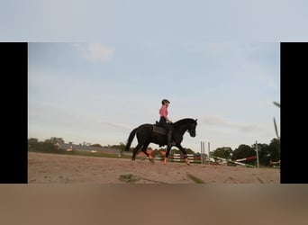 Welsh C (cob), Valack, 24 år, 135 cm, Svart