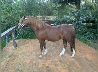 Welsh C (cob), Valack, 4 år, 128 cm, Fux