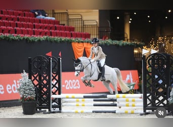 Welsh C (cob), Valack, 5 år, 136 cm, Grå-blå-brun