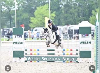 Welsh C (cob), Valack, 5 år, 136 cm, Grå-blå-brun