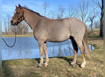 Welsh C (of Cob Type) Mix, Gelding, 10 years, Roan-Red
