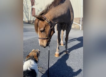 Welsh C (of Cob Type) Mix, Gelding, 10 years, Roan-Red