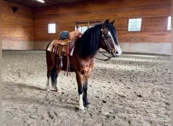 Welsh C (of Cob Type), Gelding, 11 years, 11.2 hh, Bay