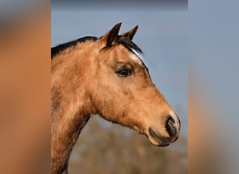 Welsh C (of Cob Type), Gelding, 12 years, Buckskin