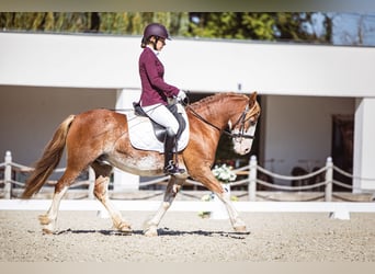 Welsh C (of Cob Type), Gelding, 13 years, 13 hh, Roan-Red