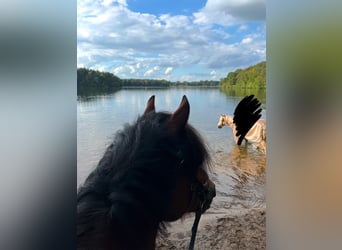 Welsh C (of Cob Type), Gelding, 14 years, 13,3 hh, Brown