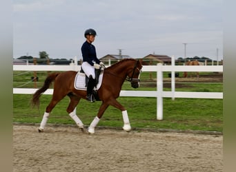 Welsh C (of Cob Type), Gelding, 14 years, 14 hh, Chestnut-Red