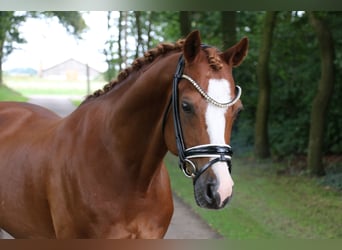 Welsh C (of Cob Type), Gelding, 14 years, 14 hh, Chestnut-Red