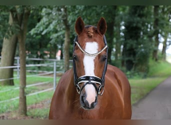 Welsh C (of Cob Type), Gelding, 14 years, 14 hh, Chestnut-Red