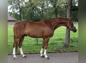 Welsh C (of Cob Type), Gelding, 14 years, 14 hh, Chestnut-Red