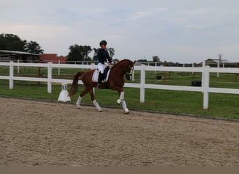 Welsh C (of Cob Type), Gelding, 14 years, 14 hh, Chestnut-Red