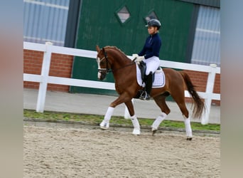 Welsh C (of Cob Type), Gelding, 14 years, 14 hh, Chestnut-Red