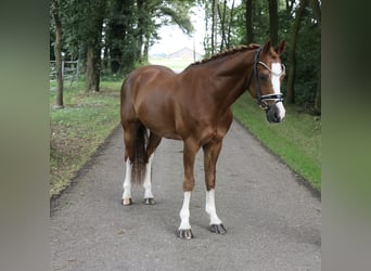 Welsh C (of Cob Type), Gelding, 14 years, 14 hh, Chestnut-Red