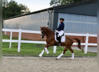 Welsh C (of Cob Type), Gelding, 14 years, 14 hh, Chestnut-Red