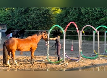 Welsh C (of Cob Type), Gelding, 15 years, 13,3 hh, Brown