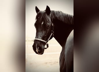 Welsh C (of Cob Type), Gelding, 15 years, 14,2 hh, Black