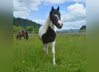 Welsh C (of Cob Type), Gelding, 3 years, 14,1 hh, Pinto