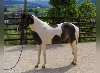 Welsh C (of Cob Type), Gelding, 3 years, 14,1 hh, Pinto