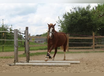 Welsh C (of Cob Type), Gelding, 5 years, 12.2 hh, Chestnut-Red