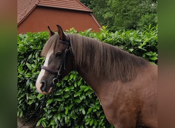 Welsh C (of Cob Type), Gelding, 5 years, 13.1 hh, Chestnut