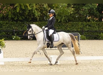 Welsh C (of Cob Type), Gelding, 5 years, 13,1 hh, Gray-Blue-Tan