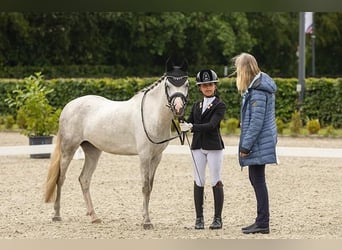 Welsh C (of Cob Type), Gelding, 5 years, 13.1 hh, Gray-Blue-Tan