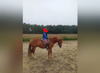Welsh C (of Cob Type) Mix, Gelding, 5 years, 13.2 hh, Chestnut-Red