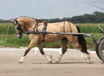 Welsh C (of Cob Type), Gelding, 5 years, 14 hh, Buckskin