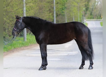 Welsh C (of Cob Type), Gelding, 6 years, 13,2 hh, Black