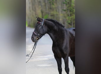 Welsh C (of Cob Type), Gelding, 6 years, 13,2 hh, Black