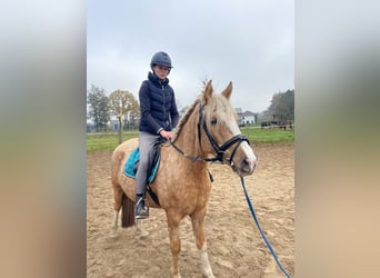 Welsh C (of Cob Type) Mix, Gelding, 6 years, 14,1 hh, Champagne