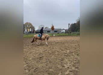 Welsh C (of Cob Type) Mix, Gelding, 6 years, 14,1 hh, Champagne