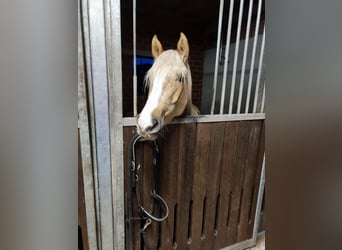 Welsh C (of Cob Type) Mix, Gelding, 6 years, 14,1 hh, Champagne