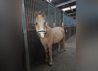 Welsh C (of Cob Type) Mix, Gelding, 6 years, 14,1 hh, Champagne