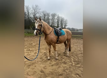 Welsh C (of Cob Type) Mix, Gelding, 6 years, 14,1 hh, Champagne