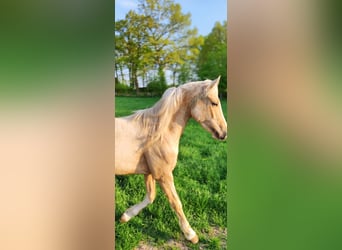 Welsh C (of Cob Type) Mix, Gelding, 6 years, 14,1 hh, Champagne