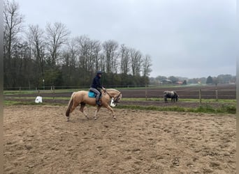 Welsh C (of Cob Type) Mix, Gelding, 6 years, 14,1 hh, Champagne