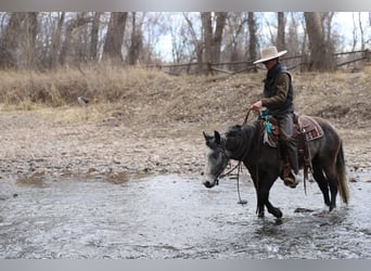 Welsh C (of Cob Type) Mix, Gelding, 6 years, Gray-Dapple