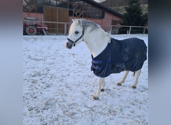 Welsh C (of Cob Type), Gelding, 7 years, 11,2 hh, Gray