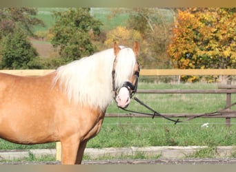 Welsh-C, Wallach, 7 Jahre, 13,1 hh, Palomino